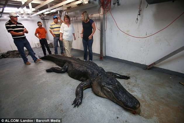 Dev timsahın içinden geyik çıktı - Resim: 4