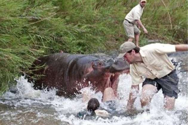 Su aygırı doktora böyle saldırdı! - Resim: 2