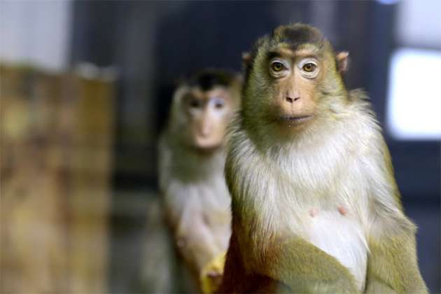 Hayvanları satışa çıkardılar! - Resim: 1