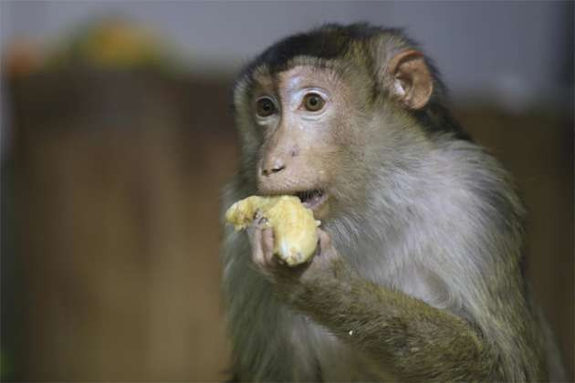 Hayvanları satışa çıkardılar! - Resim: 2