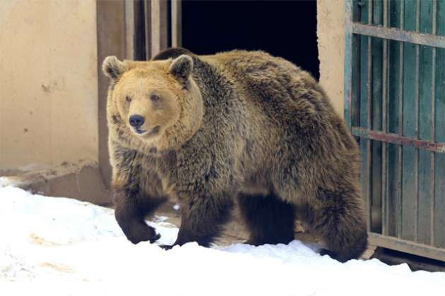Hayvanları satışa çıkardılar! - Resim: 3