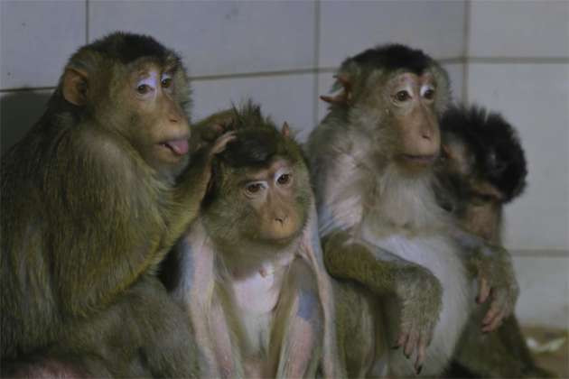 Hayvanları satışa çıkardılar! - Resim: 4