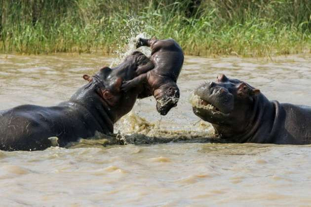Su aygırlarını ayırmaya çalışan yavru - Resim: 2