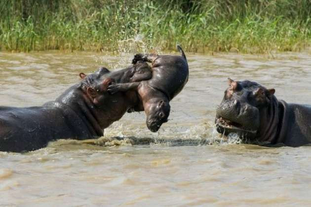 Su aygırlarını ayırmaya çalışan yavru - Resim: 3