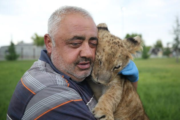 Kayseri'de annesinin kabul etmediği aslan yavrusu pusat bakıcısının kucağında uyuyor - Resim: 1