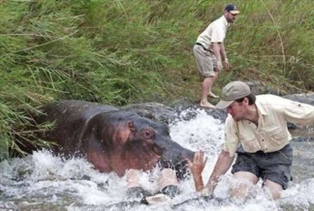 Su aygırı doktora böyle saldırdı! - Resim: 3