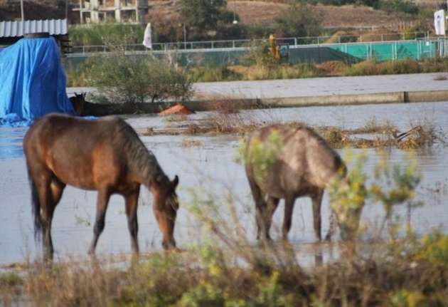 Şiddetli yağış hayvanları telef etti - Resim: 3