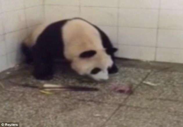 Pandanın doğum anı görüntülendi - Resim: 2