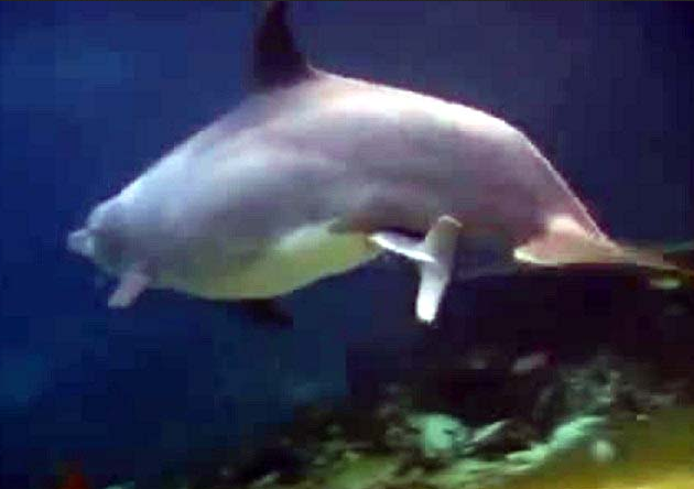  Yunusun doğum anı böyle görüntülendi - Resim: 1