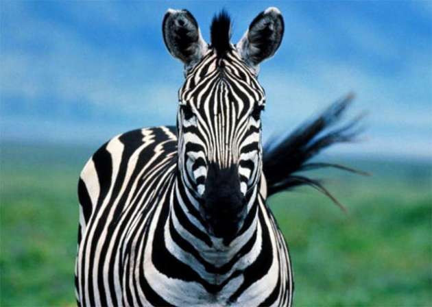 ''Zebra çizgisi''nin gizemi çözüldü - Resim: 4