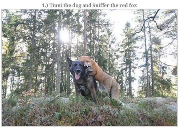 Hayvanların çok ilginç sıradışı dostlukları - Resim: 1