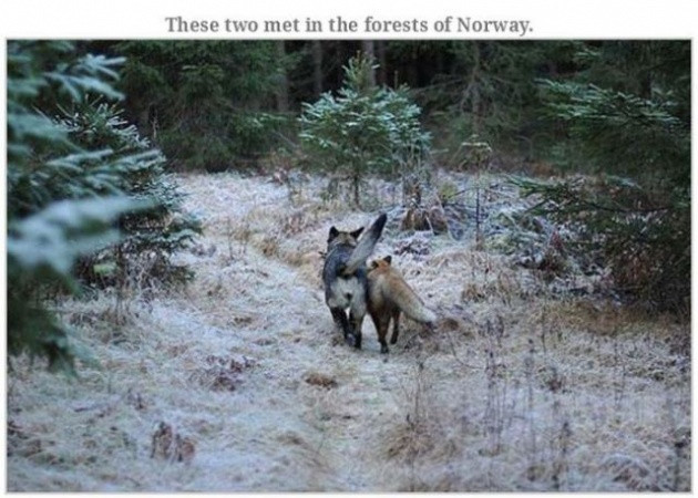 Hayvanların çok ilginç sıradışı dostlukları - Resim: 2