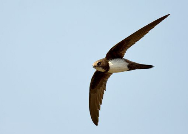 Kur'an 200 gün uçan kuşları böyle anlatıyor - Resim: 4