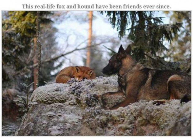 Hayvanların çok ilginç sıradışı dostlukları - Resim: 4