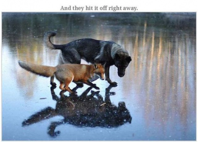 Hayvanların çok ilginç sıradışı dostlukları - Resim: 3