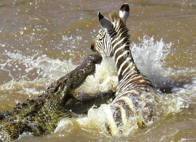 Zebraların timsahlarla korkunç mücadelesi - Resim: 4