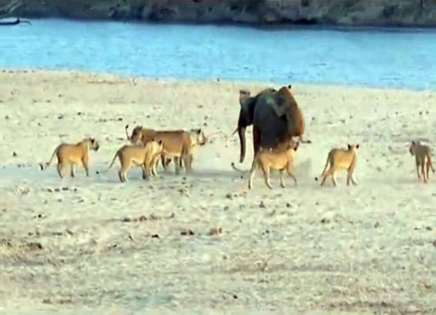 14 aslana kafa tutan fil - Resim: 2