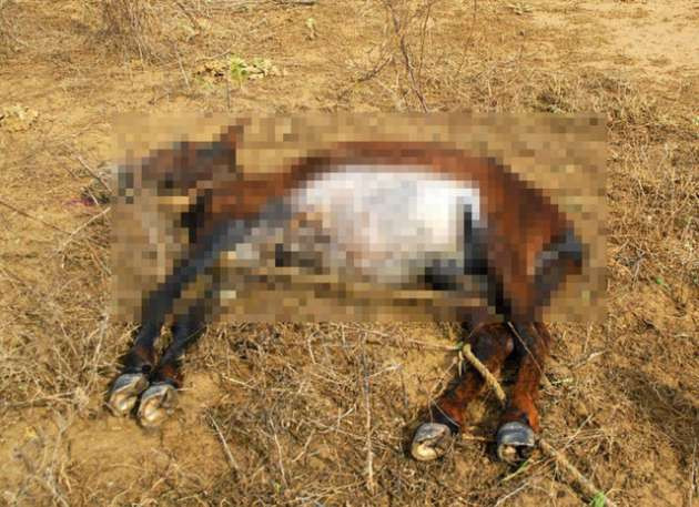 Şiddetli yağış hayvanları telef etti - Resim: 2