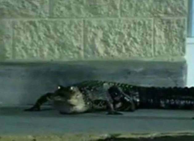 Hayvanlar şehri bastı - Resim: 3