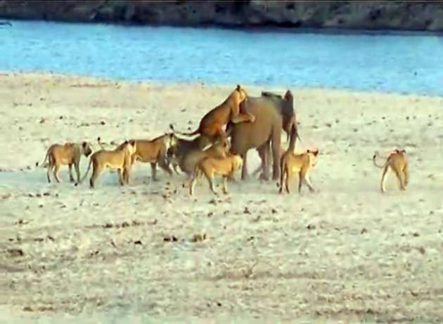 14 aslana kafa tutan fil - Resim: 1