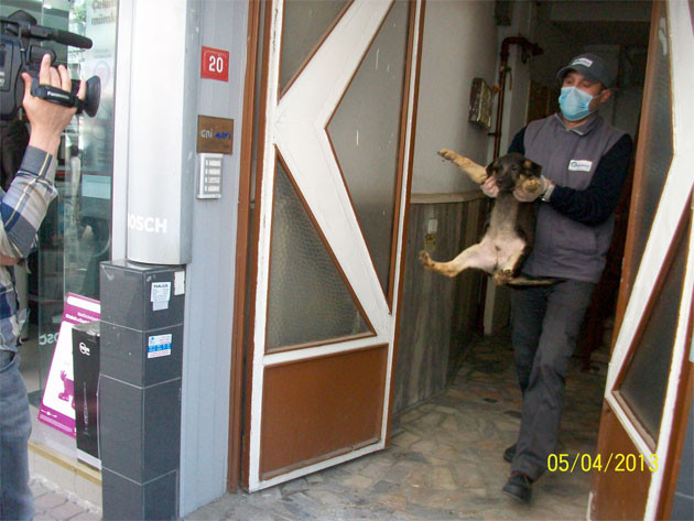 Apartman dairesinden 23 köpek çıktı - Resim: 2