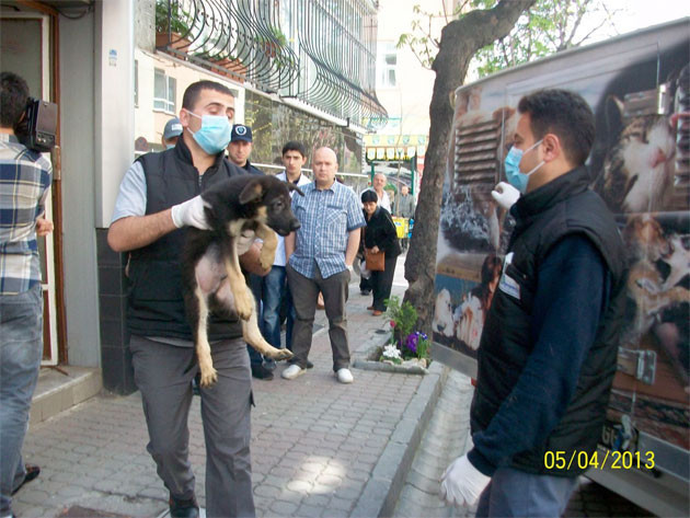 Apartman dairesinden 23 köpek çıktı - Resim: 3