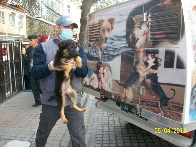 Apartman dairesinden 23 köpek çıktı - Resim: 4