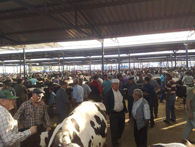 İl il kurbanlık fiyatları - Resim: 1