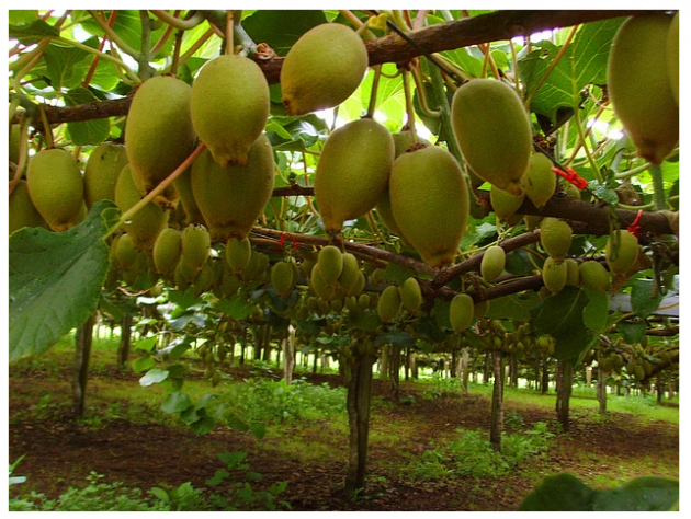 Üzümünü ye bağını sorma, bakın nerede yetişiyorlar! - Resim: 3
