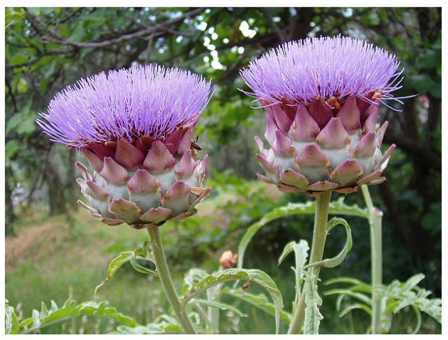 Üzümünü ye bağını sorma, bakın nerede yetişiyorlar! - Resim: 2