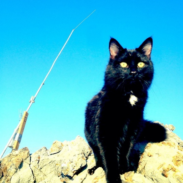 Dağcı kedi görenleri şaşırtıyor  - Resim: 4