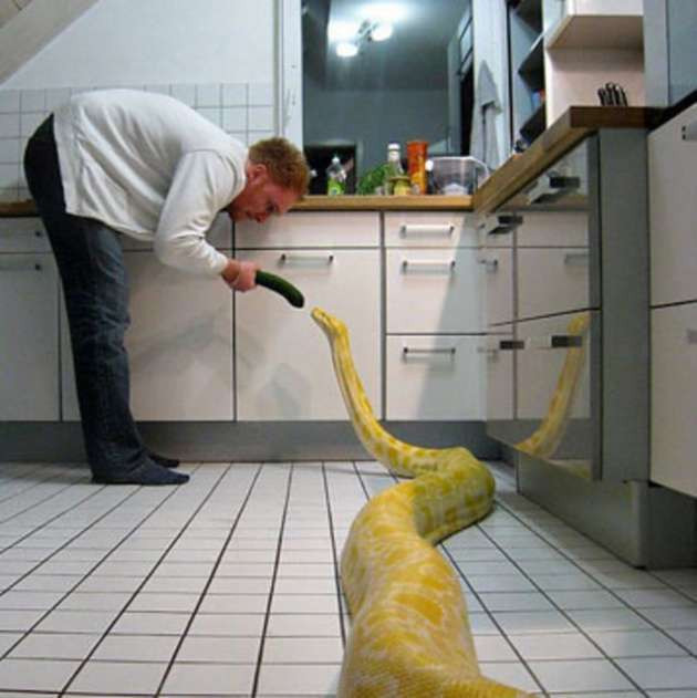 Evde bir yılanla yaşamak mı? - Resim: 4