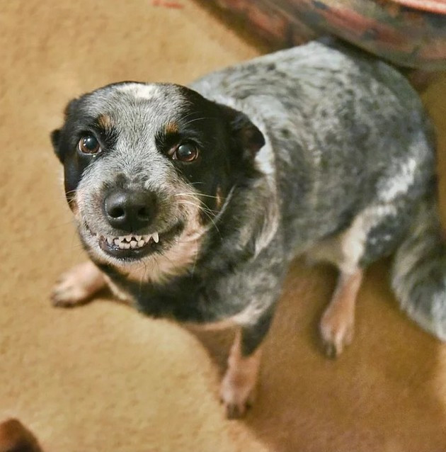 Köpek ve kedileri hiç böyle görmediniz - Resim: 1