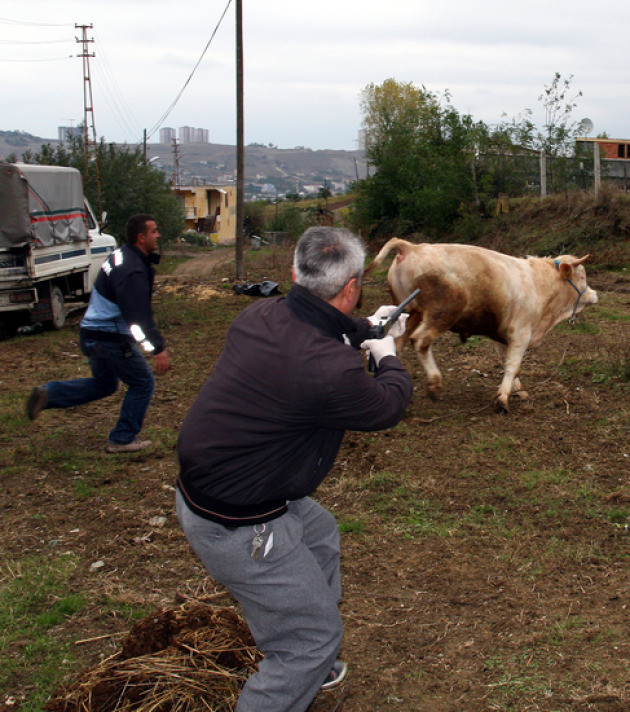 Boğa yakalama timleri zor anlar yaşadı! - Resim: 2