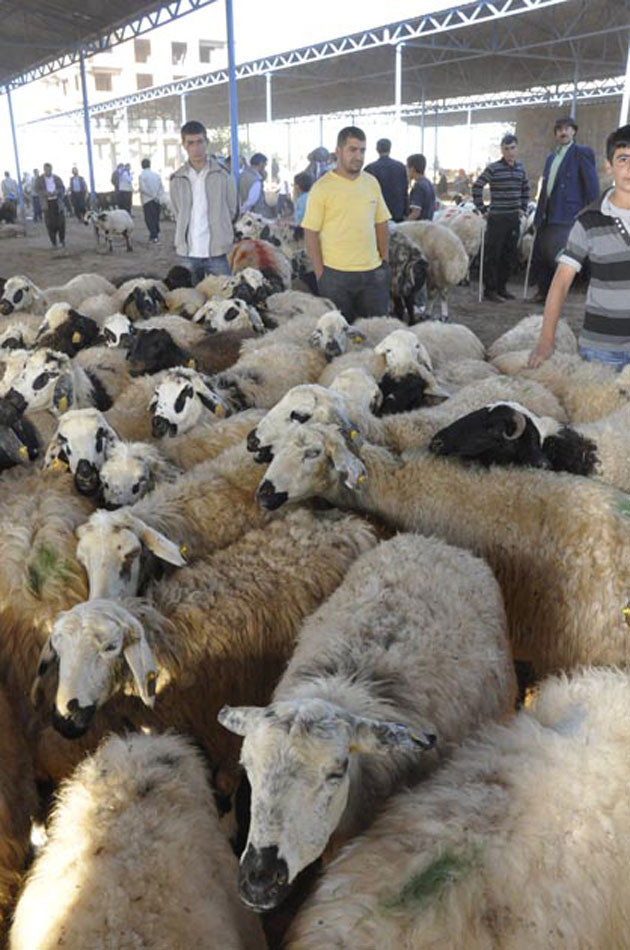 İl il kurbanlık fiyatları - Resim: 2