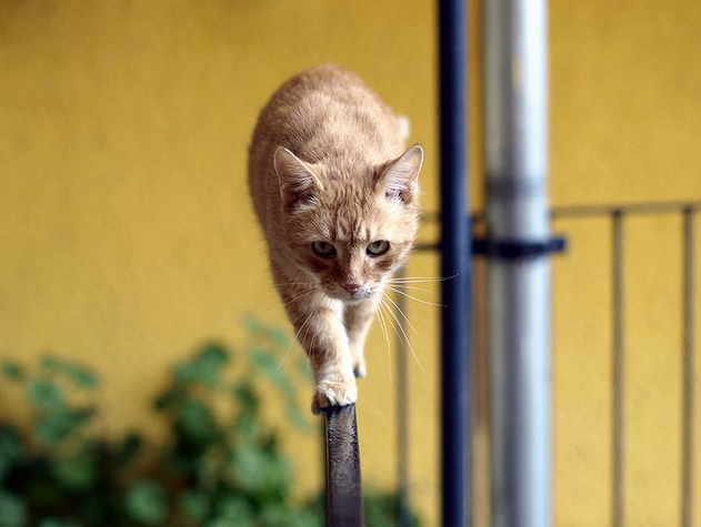 İnternetin en çok tıklanan fotoğrafları - Resim: 4