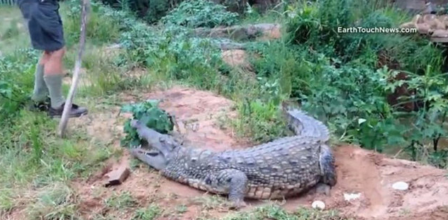 Kendini kaplanlara yem etti - Resim: 4