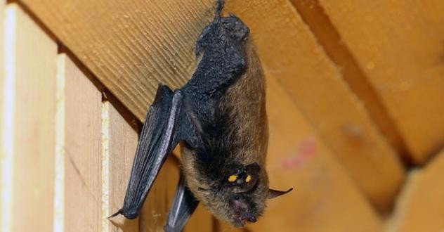 Görenleri hayrete düşürüyor sakallı yarasa bulundu! - Resim: 3