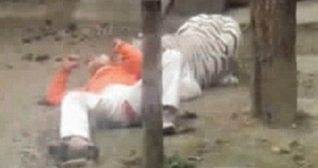 Kendini kaplanlara yem etti - Resim: 1