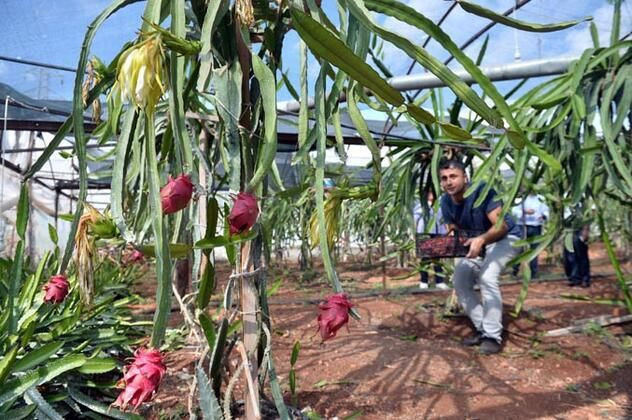 Çiftçinin yüzü güldü! Tanesi 15 liradan kapış kapış satılıyor - Resim: 4