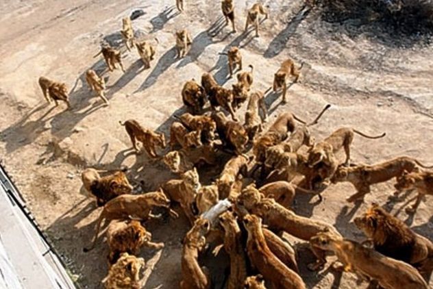 Canlı canlı yem ettiler... Bunun adı vahşet!  - Resim: 4