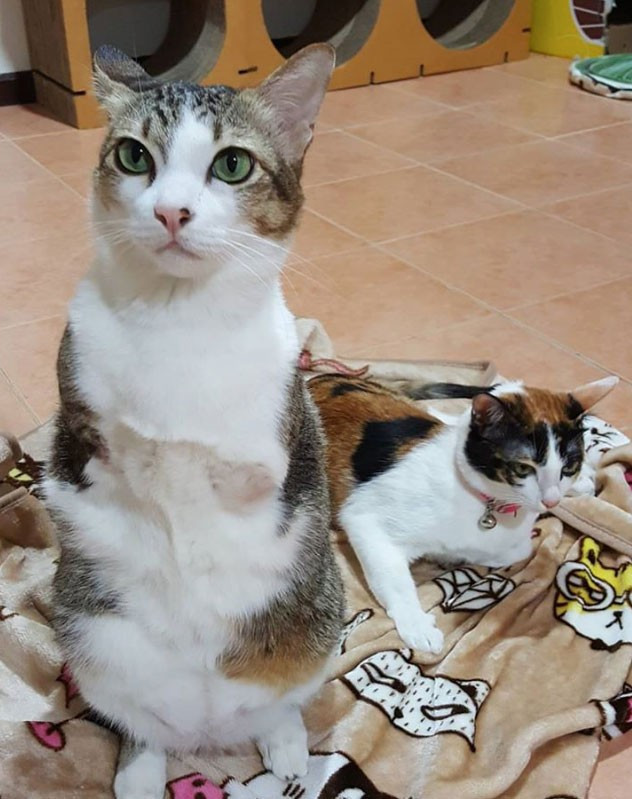 'İki ayaklı kedi' sosyal medyayı bakın nasıl salladı  - Resim: 1