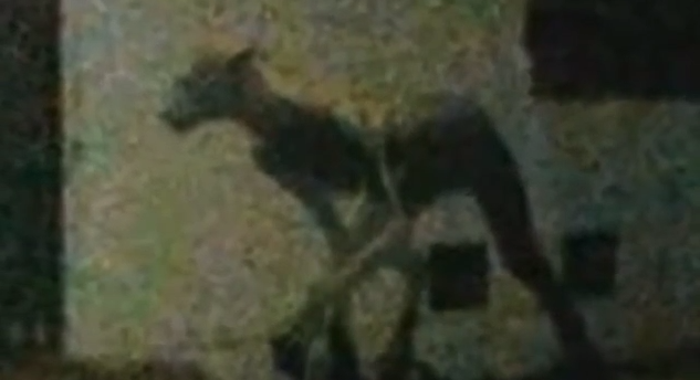 Sadece geceleri ortaya çıkıyor halk gözlerine inanamadı  - Resim: 4