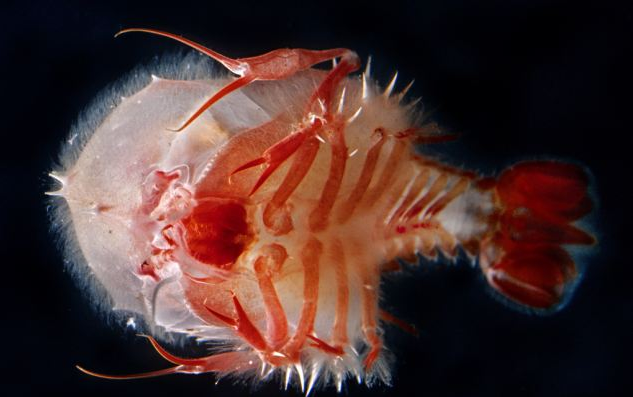 Okyanusun canavarlarıyla tanışın - Resim: 3