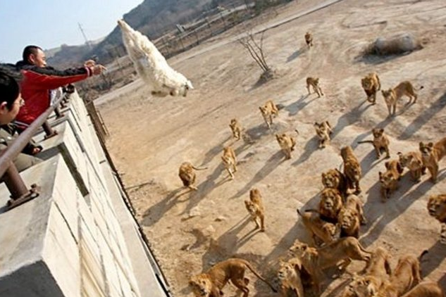Canlı canlı yem ettiler... Bunun adı vahşet!  - Resim: 3