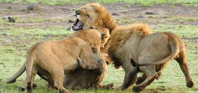 Böyle kapışma görülmedi - Resim: 4