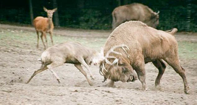 Geyik 1 tonluk bizona kafa tutarsa - Resim: 3