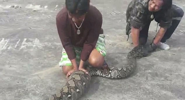 4 metrelik piton kediyi yuttu yutmasına ama sonra bakın ne oldu - Resim: 1