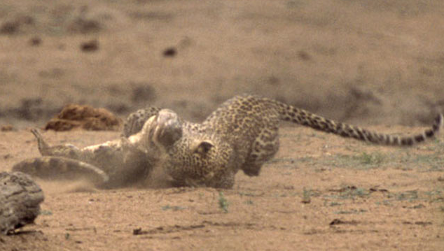 Leoparın timsah avından dehşet kareleri - Resim: 3