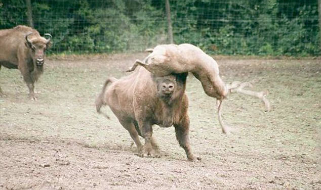 Geyik 1 tonluk bizona kafa tutarsa - Resim: 4